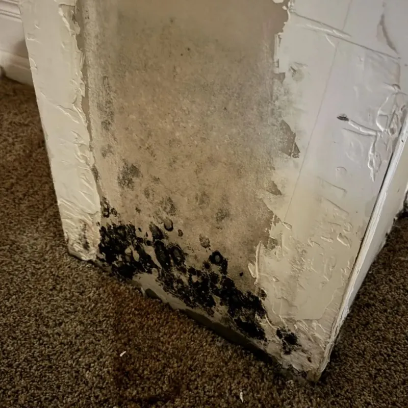 Professional Mold Removal in Knottsville, KY
